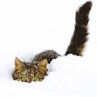 Charity Christmas card PDSA cat.jpg